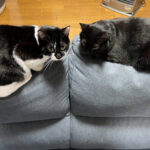 ネコのフーガ堂　ブログ