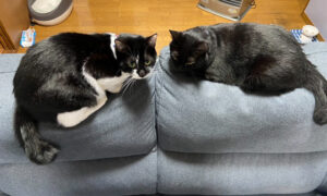 ネコのフーガ堂　ブログ