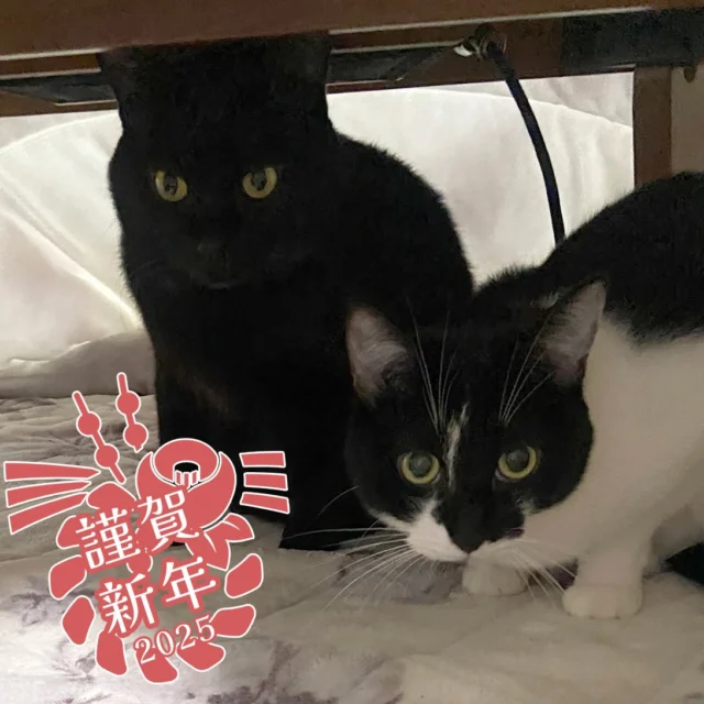 黒額縁ご確認ページ　「プカプカ猫」 黒額縁ご確認ページ 「プカプカ猫」