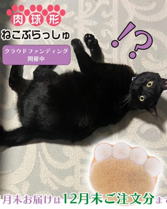 黒額縁ご確認ページ　「プカプカ猫」 坂本千明 ポストカード（猫） | URESICA
